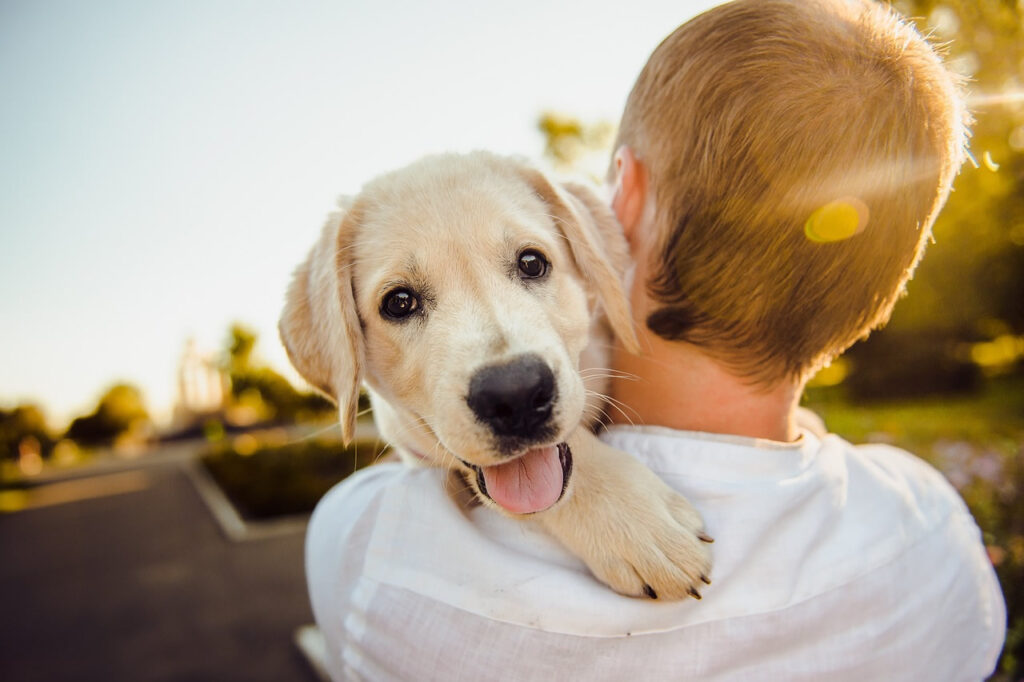 Bringing Pets to Thailand