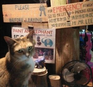 Cat sitting in front of handmade emergency signs and an acrylic elephant painting stall in Thailand.