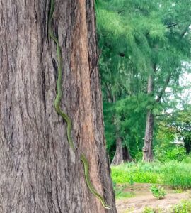 Green snake camouflaged on tree trunk in Khao Takiab, Hua Hin