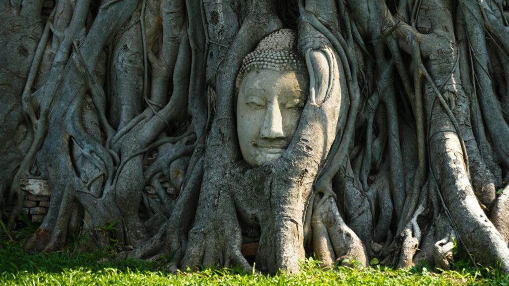Buddha head entwined in the roots of a Bodhi tree at Wat Mahathat, Ayutthaya
