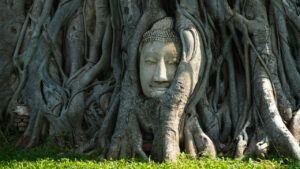 Buddha head wrapped in tree roots at Wat Mahathat, Ayutthaya Historical Park, Thailand