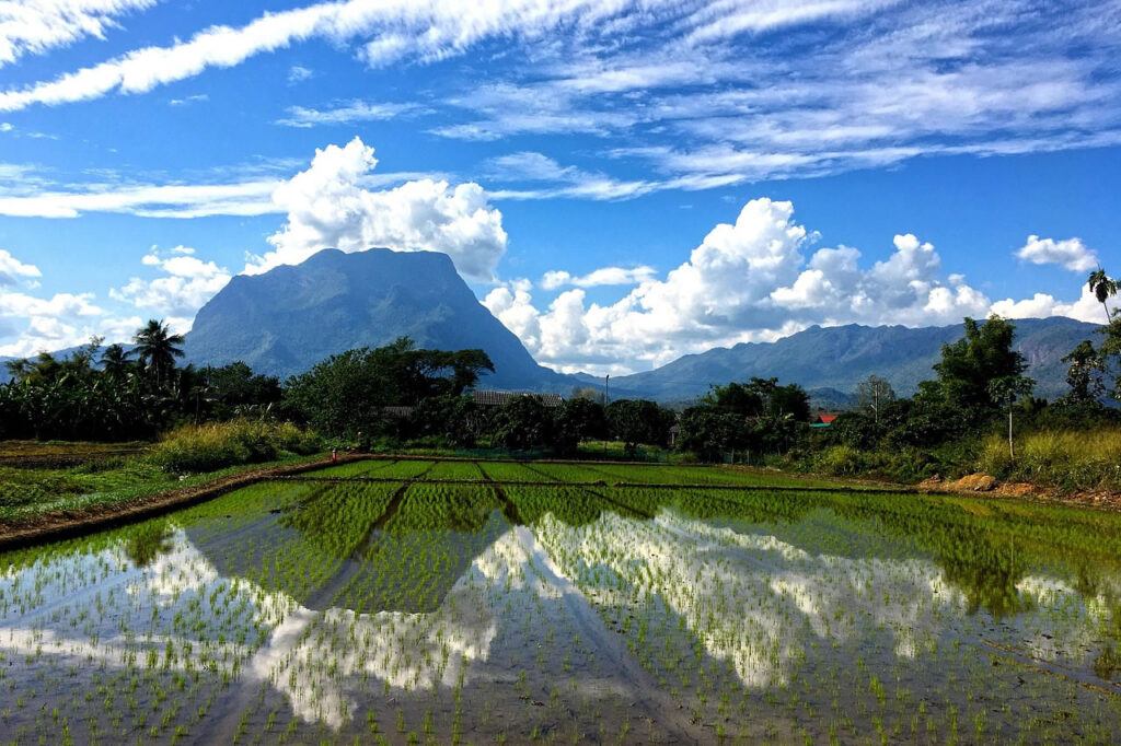 Doi Luang Chiang Dao reflected in flooded rice paddies under a blue sky with scattered clouds in northern Thailand