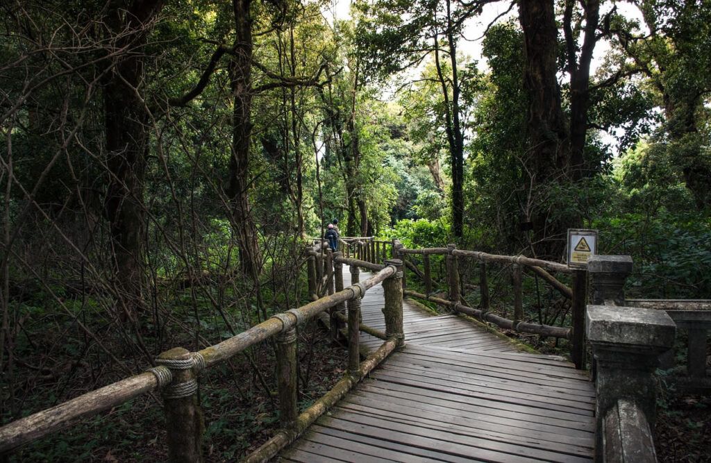 Wooden boardwalk through dense cloud forest at Ang Ka Trail in Doi Inthanon National Park, Thailand