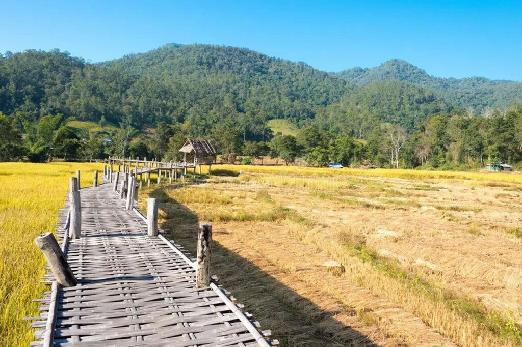 Scenic bamboo bridge through golden rice fields in Pai, Mae Hong Son, Thailand