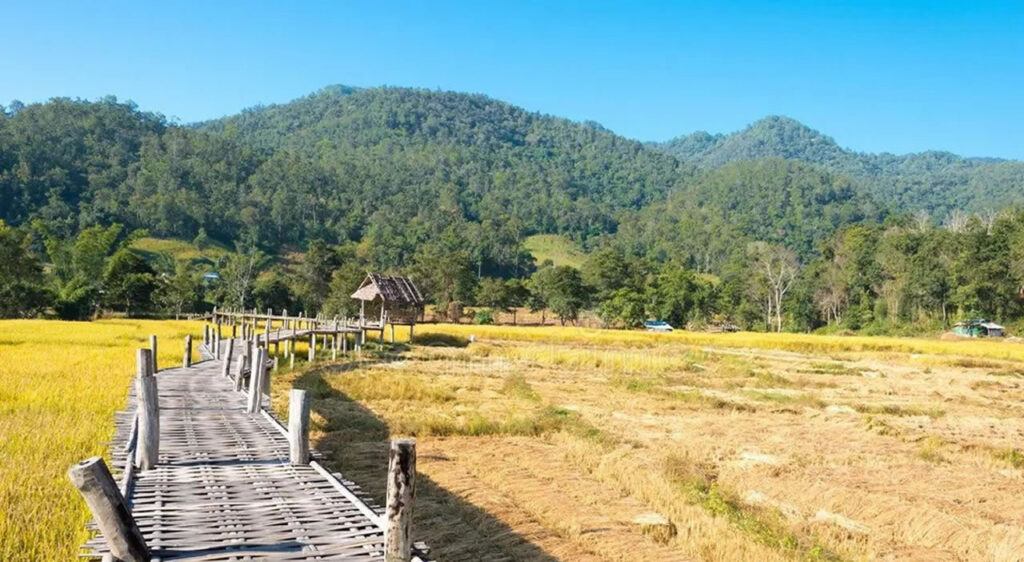 Scenic bamboo bridge through golden rice fields in Pai, Mae Hong Son, Thailand