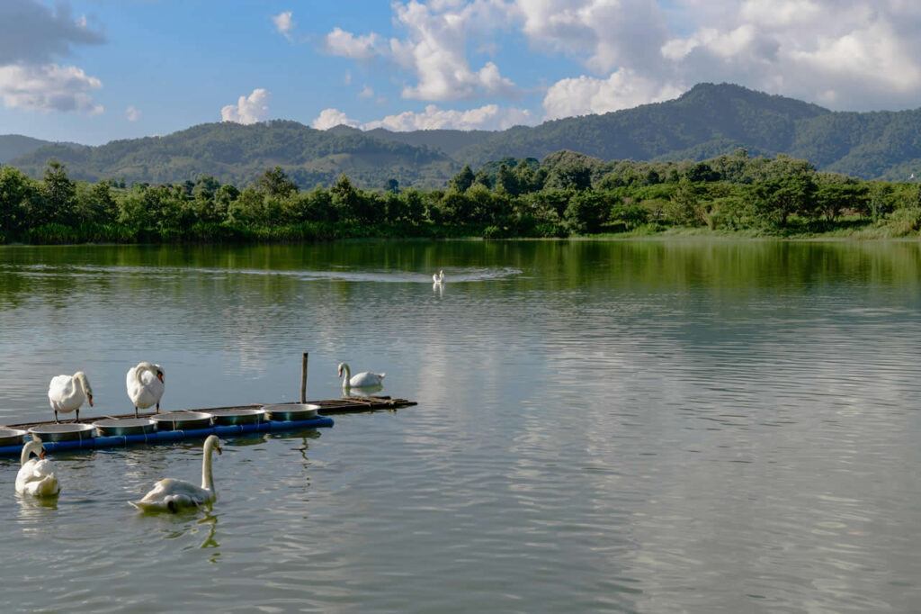 Swans swimming on Swan Lake at Singha Park in Chiang Rai, Thailand, with mountains and greenery in the background.