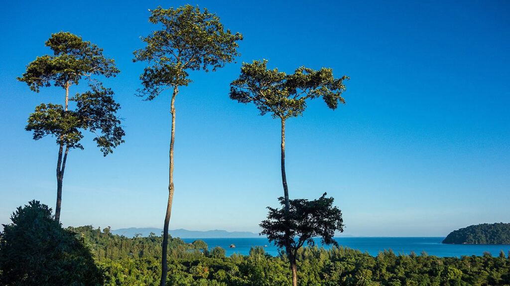 Tall trees overlooking lush green forest and the Andaman Sea with blue skies on Koh Phayam, Thailand.