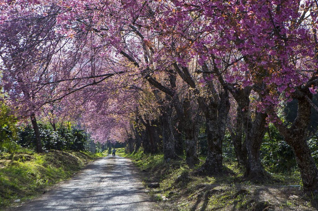 Wild Himalayan cherry blossoms in full bloom along a road at Doi Inthanon National Park, Chiang Mai