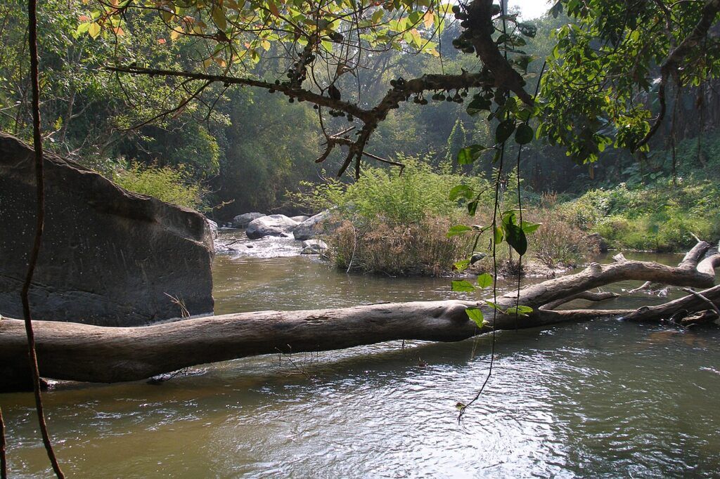 Peaceful mountain stream flowing through rocks and forest in Doi Inthanon National Park, Thailand
