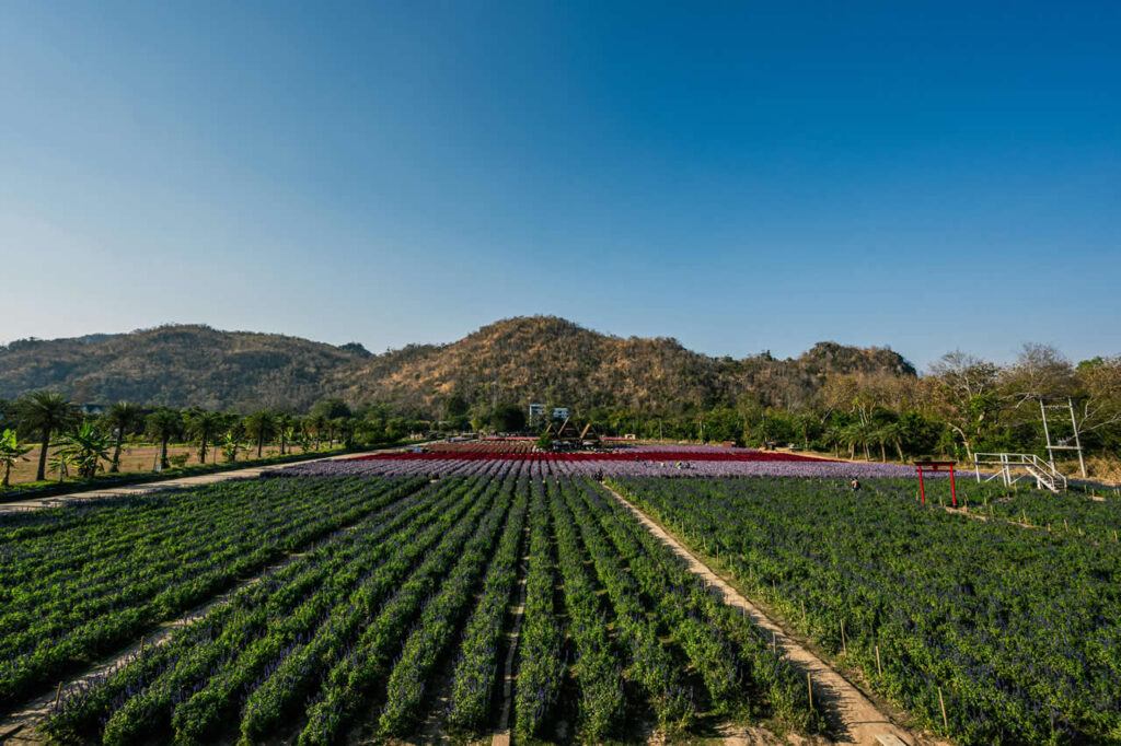 Wide view of a colorful flower farm in Thailand with mountain backdrop at Khao Yai