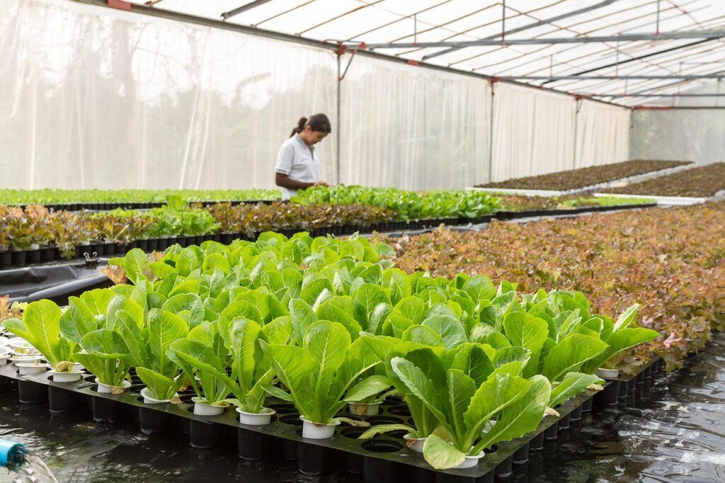 Thai greenhouse growing hydroponic lettuce with a worker inspecting the plants