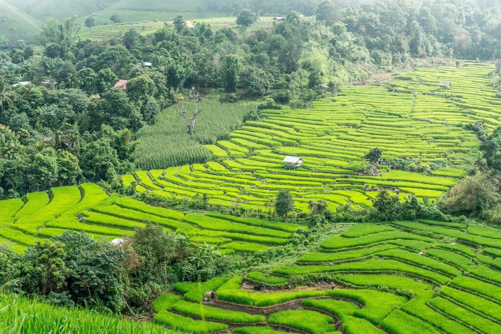 Lush green rice terraces in northern Thailand surrounded by forest and small huts