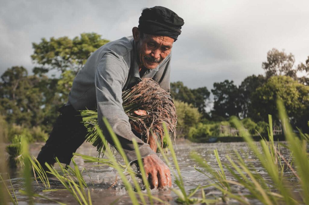 Elderly Thai farmer planting rice seedlings by hand in a flooded paddy field