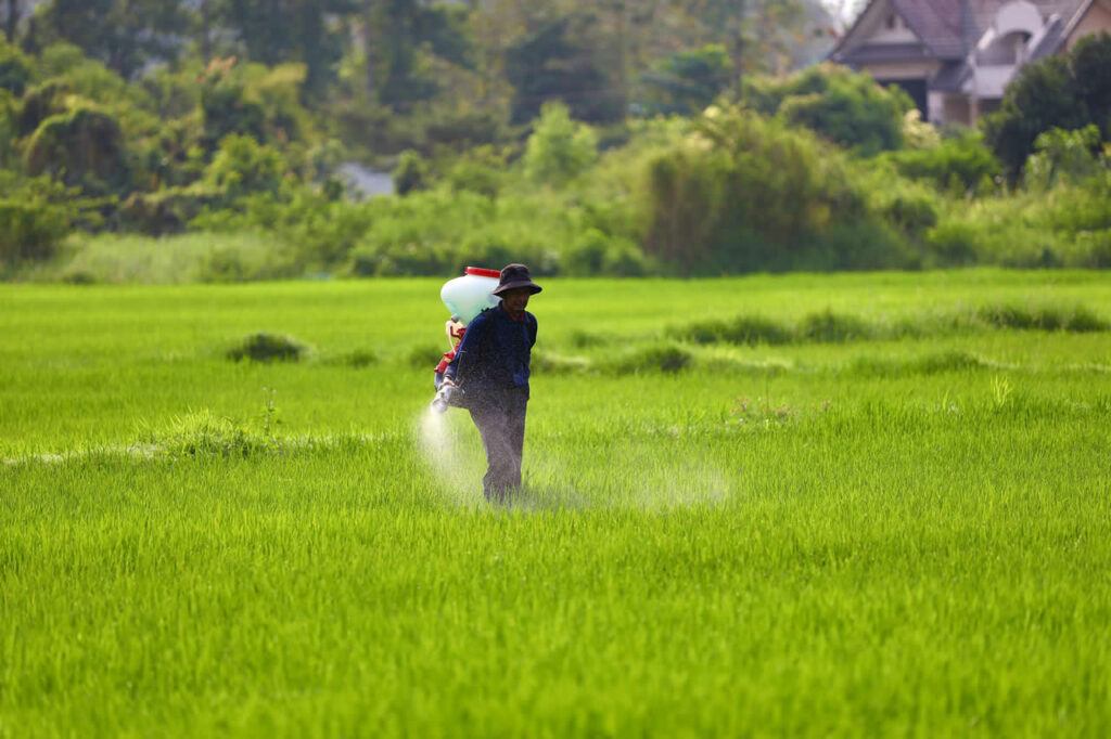 Thai farmer spraying pesticides in a green rice field with backpack sprayer