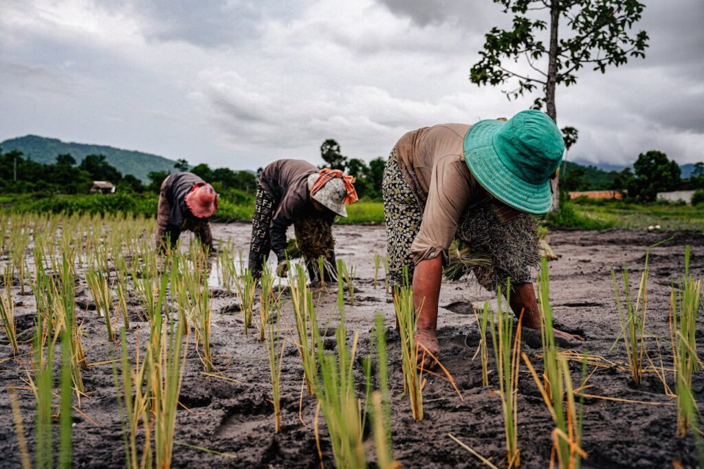Rice farmers working in muddy fields in Thailand showing the physical demands of rural life in Isaan