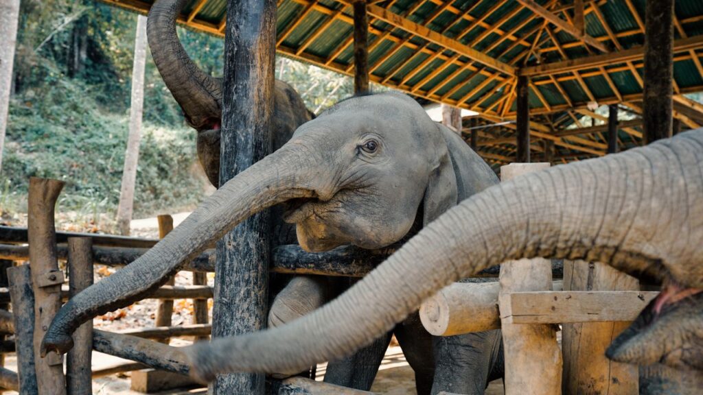 Elephants at a sanctuary in Chiang Mai, Thailand
