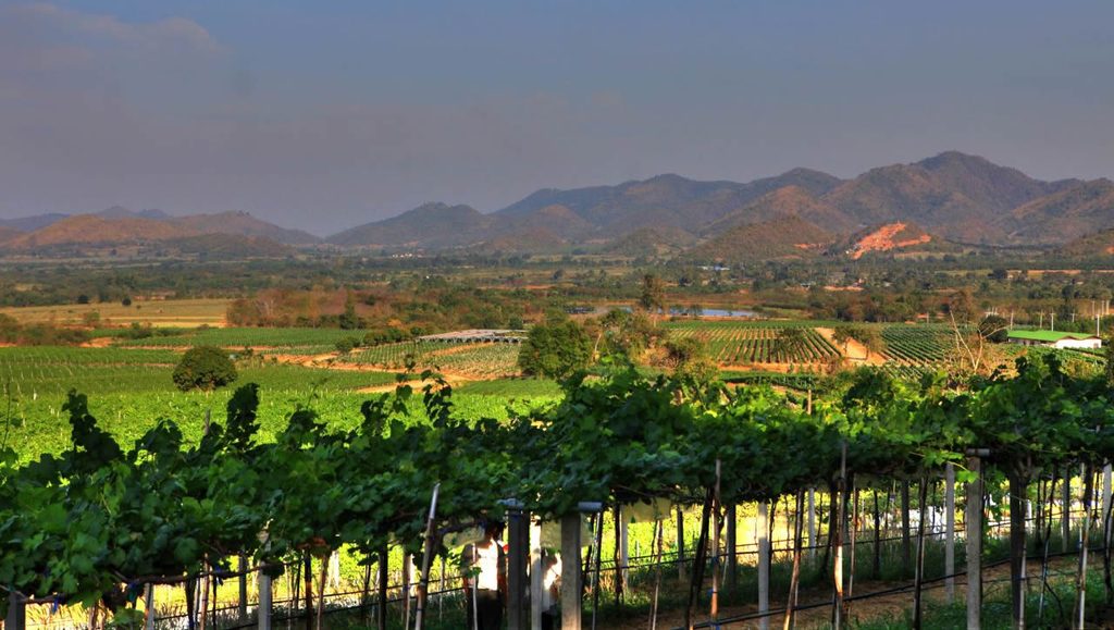 Vineyards and surrounding hills at Monsoon Valley near Hua Hin