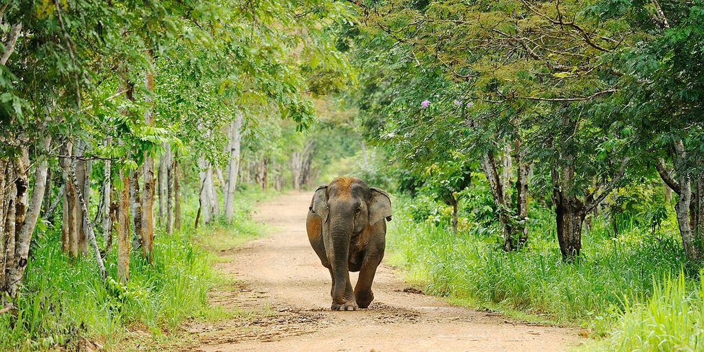 Wild Asian elephant walking along a forest road in Kui Buri National Park