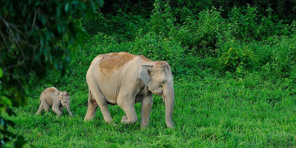 Wild Asian elephant mother and calf in Kui Buri National Park