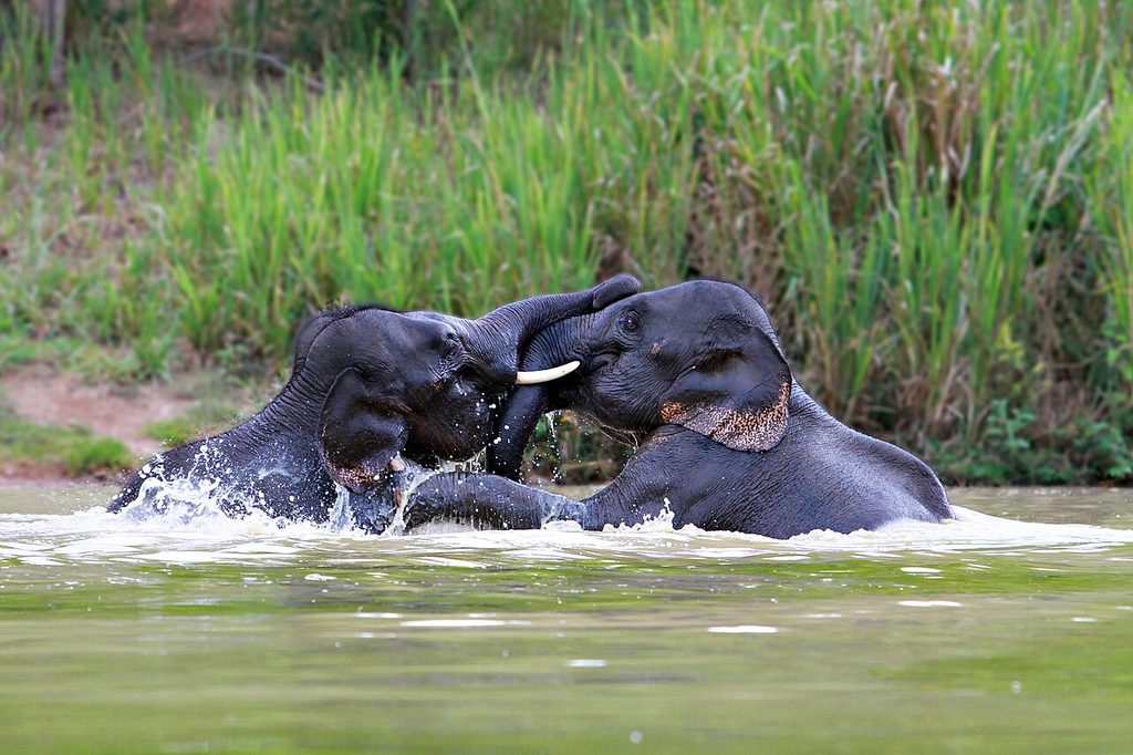 Two Asian elephants touching trunks and splashing in water in Kui Buri National Park.