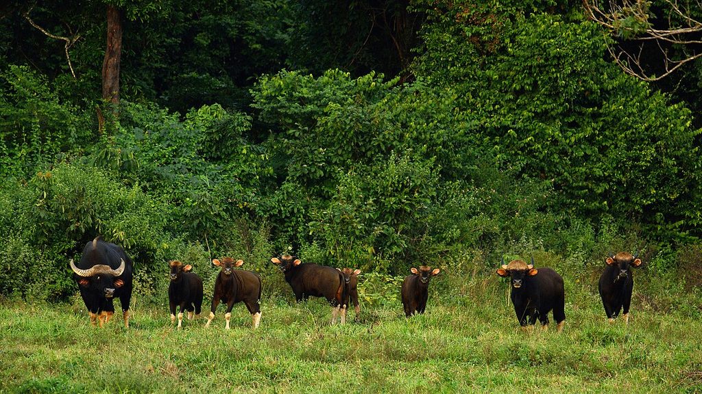 Herd of gaur standing in grassland at the forest edge in Kui Buri National Park.