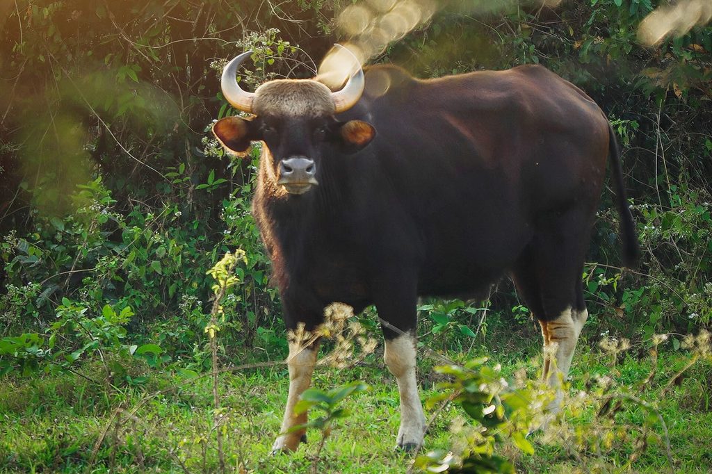 Gaur with curved horns and white lower legs standing in sunlit vegetation in Kui Buri National Park.