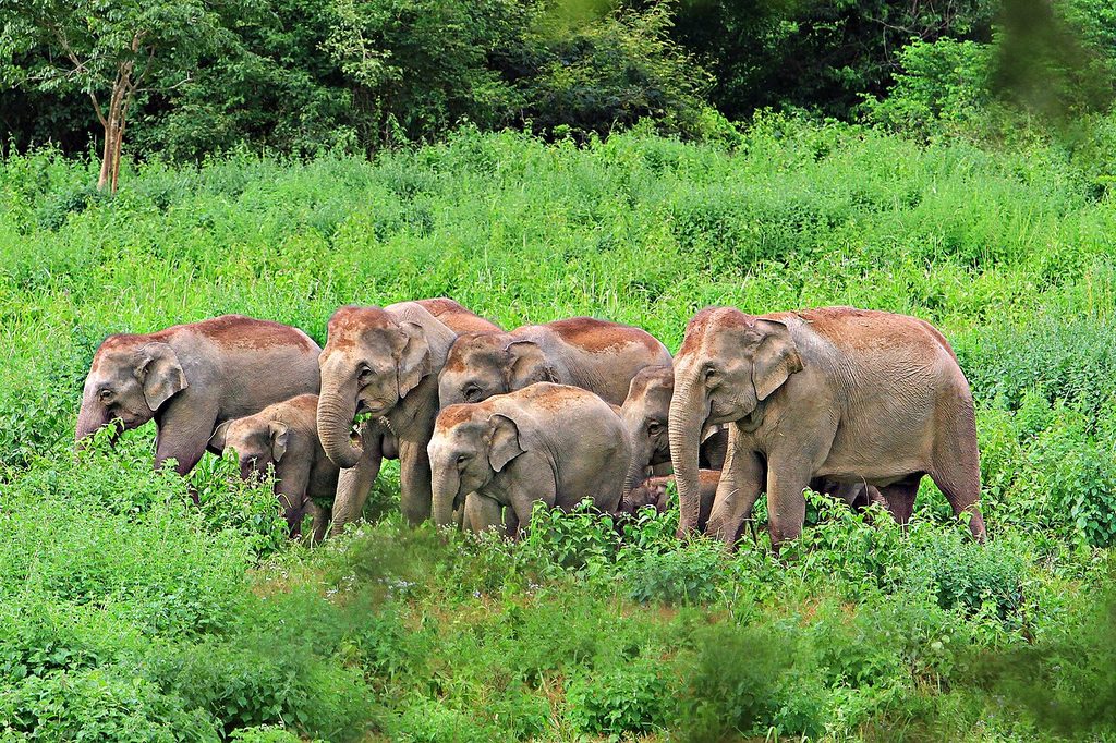 Herd of wild Asian elephants, including calves, standing in lush vegetation in Kui Buri National Park.
